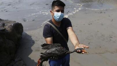 Parque de las Leyendas: aves afectadas por el crudo murieron