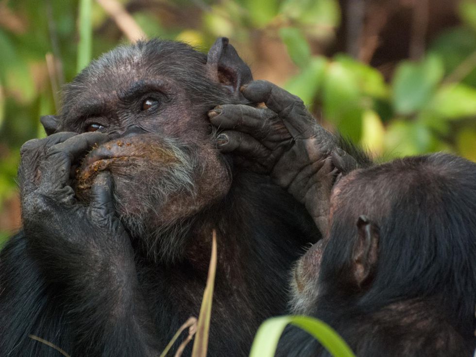 Estudio sugiere que chimpancés usarían insectos como primeros auxilios