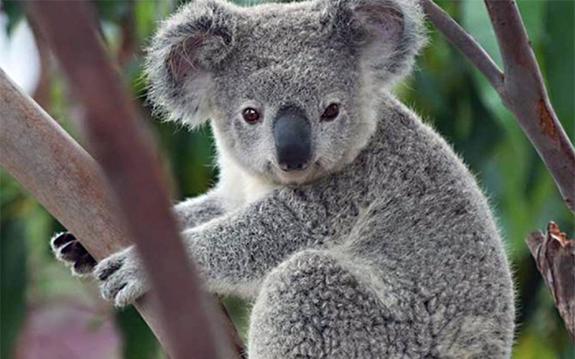 Australia alerta que los Koalas están en peligro de extinción