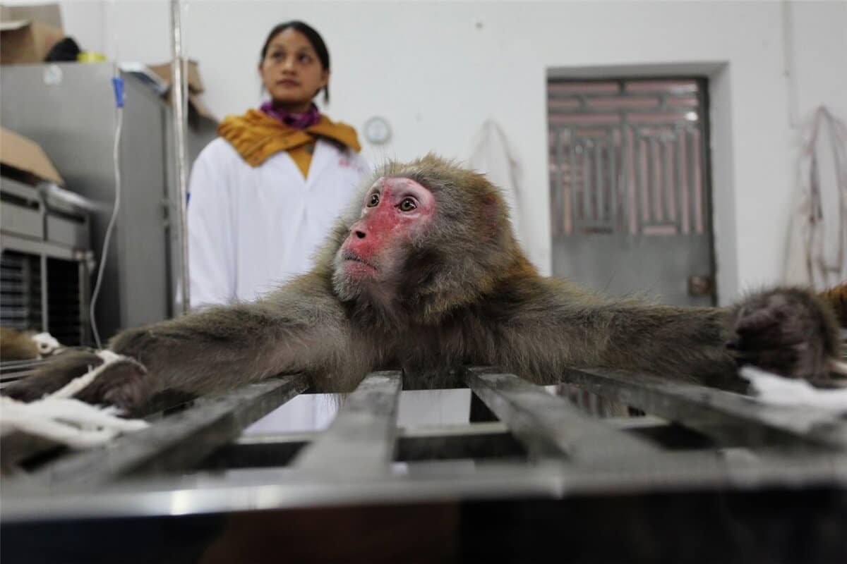 Neuralink habría sometido a monos a “un sufrimiento extremo”
