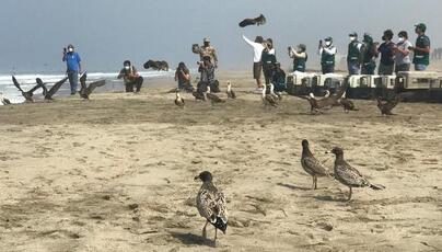 Ventanilla: Liberan a 39 aves afectadas por derrame de crudo