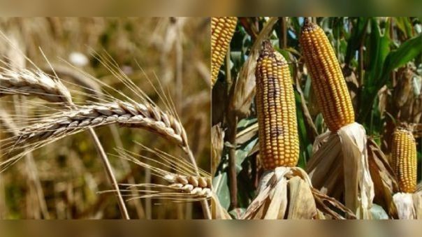 Midagri: Perú tiene alternativas para abastecerse de trigo y maíz