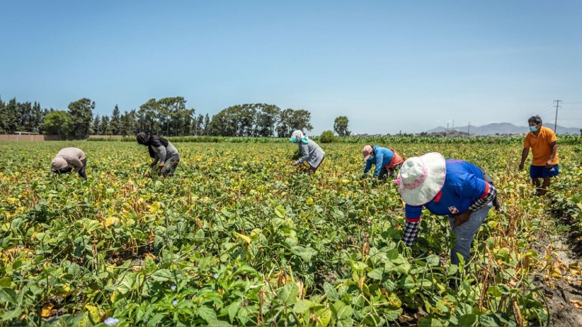 Agro en emergencia para impulsar II reforma agraria