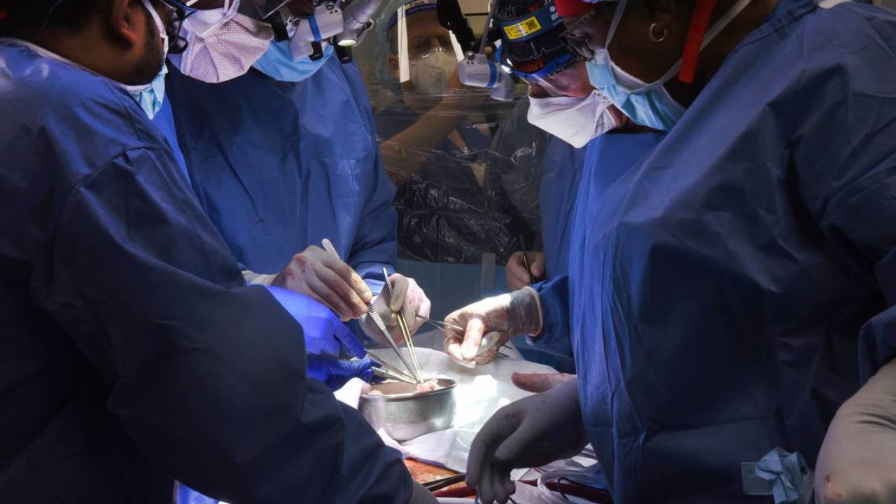 Falleció paciente que recibió trasplante de corazón de cerdo