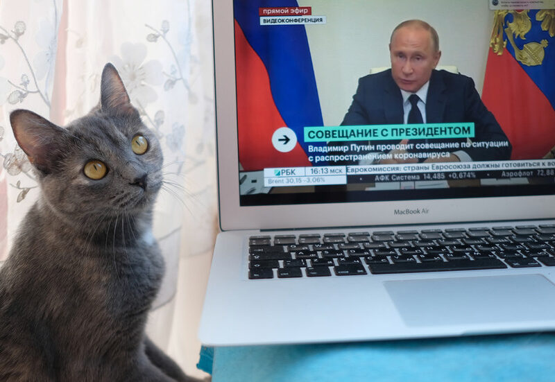 Los gatos criados en Rusia también sufren sanciones internacionales