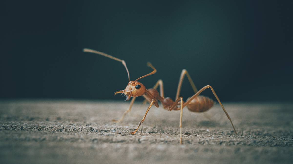Estudio sugiere que las hormigas pueden olfatear el cáncer