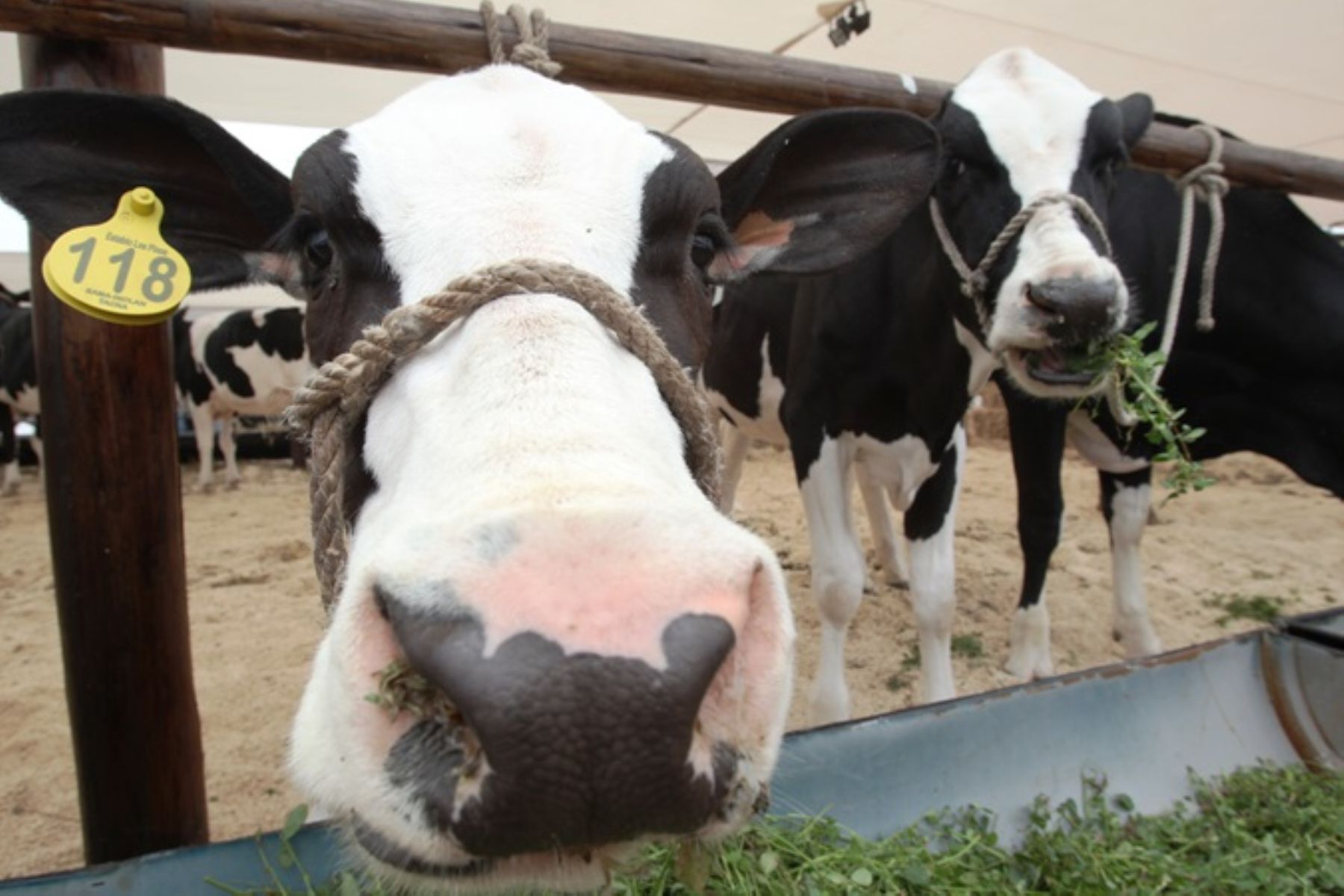 Midagri indica que industria lechera no “ayuda” a pequeños productores