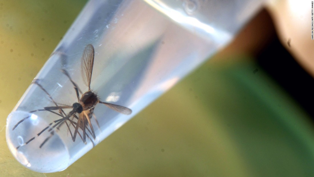 Mosquitos alterados genéticamente son liberados en California