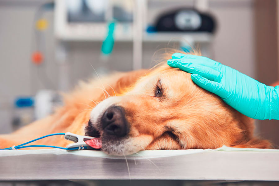 Enfermedades más comunes que afectan a nuestros perros