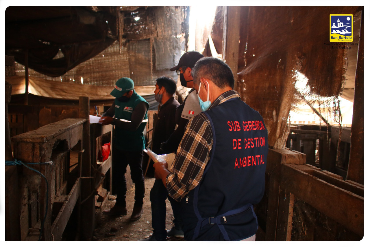 Inspección sanitaria en granjas de ganado porcino y vacuno