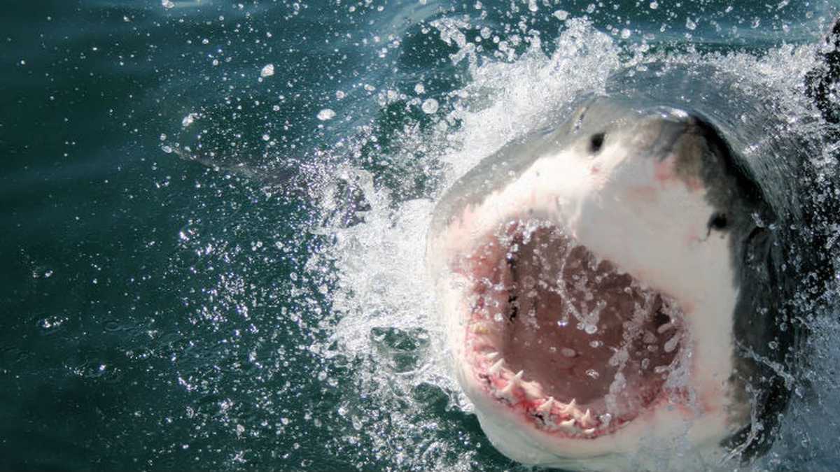 En busca del tiburón que devoró turista: “Nos va a matar”