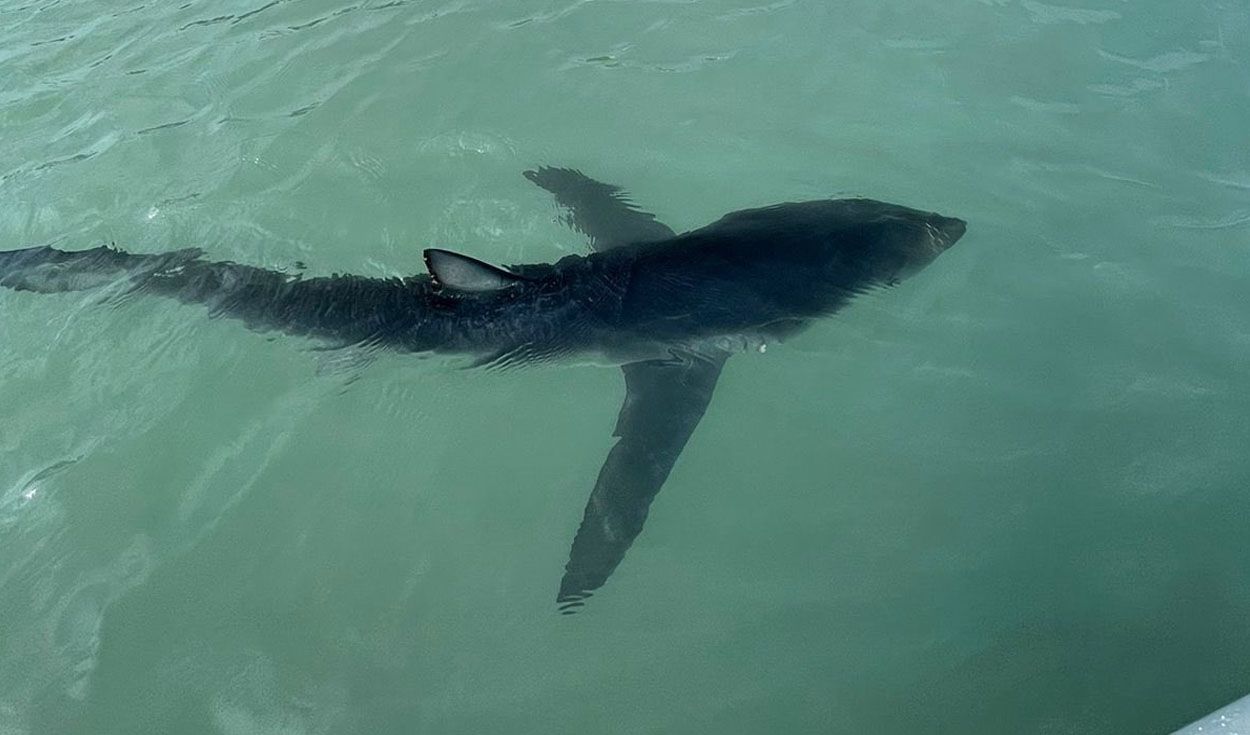 Tiburón visto en La Punta habría escapado de cazadores