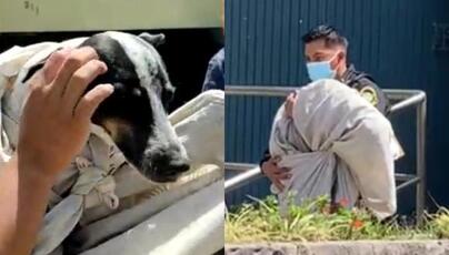 En videos compartidos por testigos y vecinos de San Isidro se ve cuando la mascota Mía era agredida con un palo de escoba.