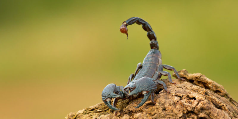 Picazón de escorpión pequeño es más peligroso que de uno grande