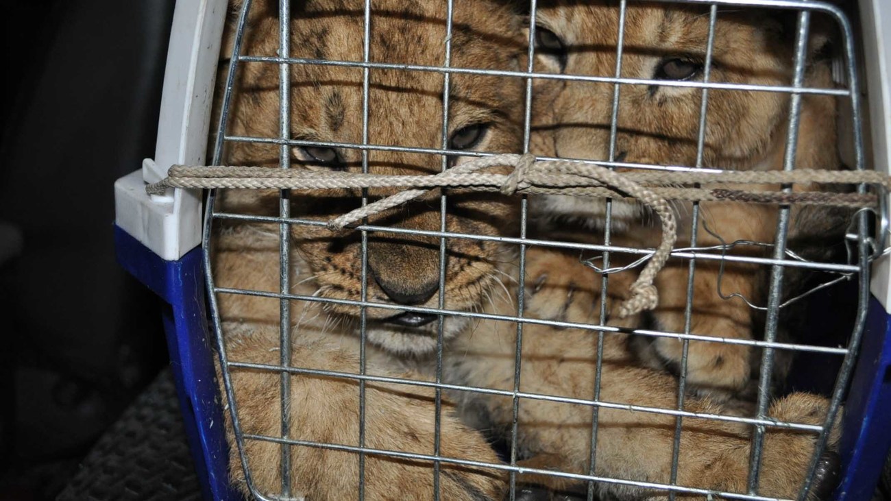 La venta ilegal de animales silvestres aumenta en Facebook