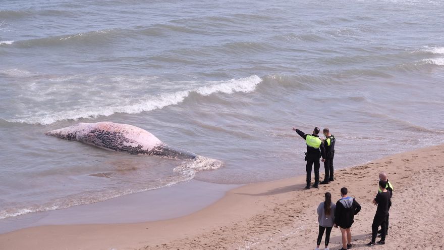 Valencia: Una ballena fue encontrada muerta en la costa