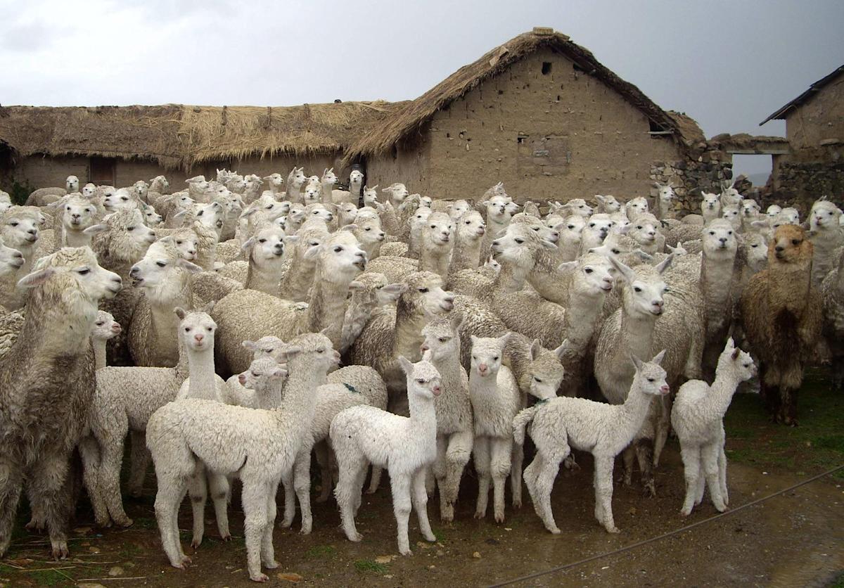 Plan para reducir mortalidad de 1 mlln.  de ovinos y alpacas en trece regiones
