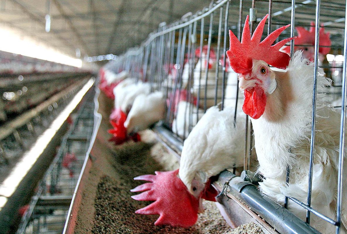 Productores avícolas advierten cierre de 30 granjas