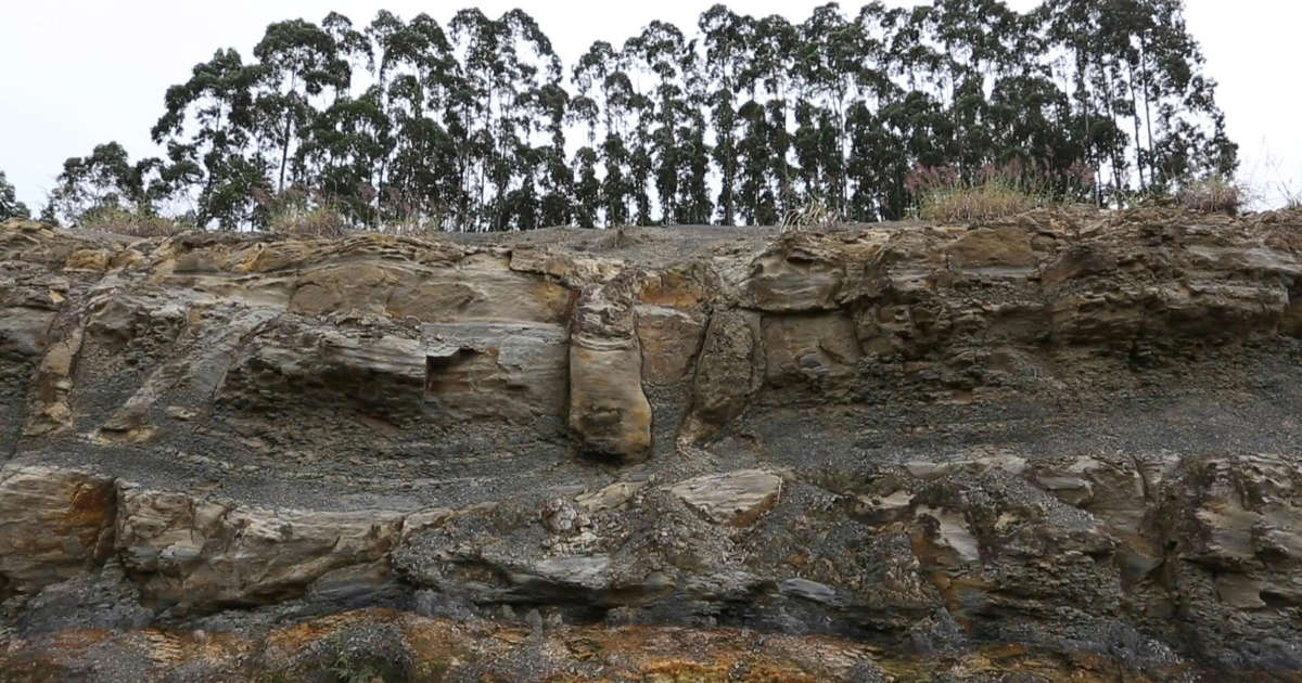 Brasil: Investigadores descubren bosque fosilizado