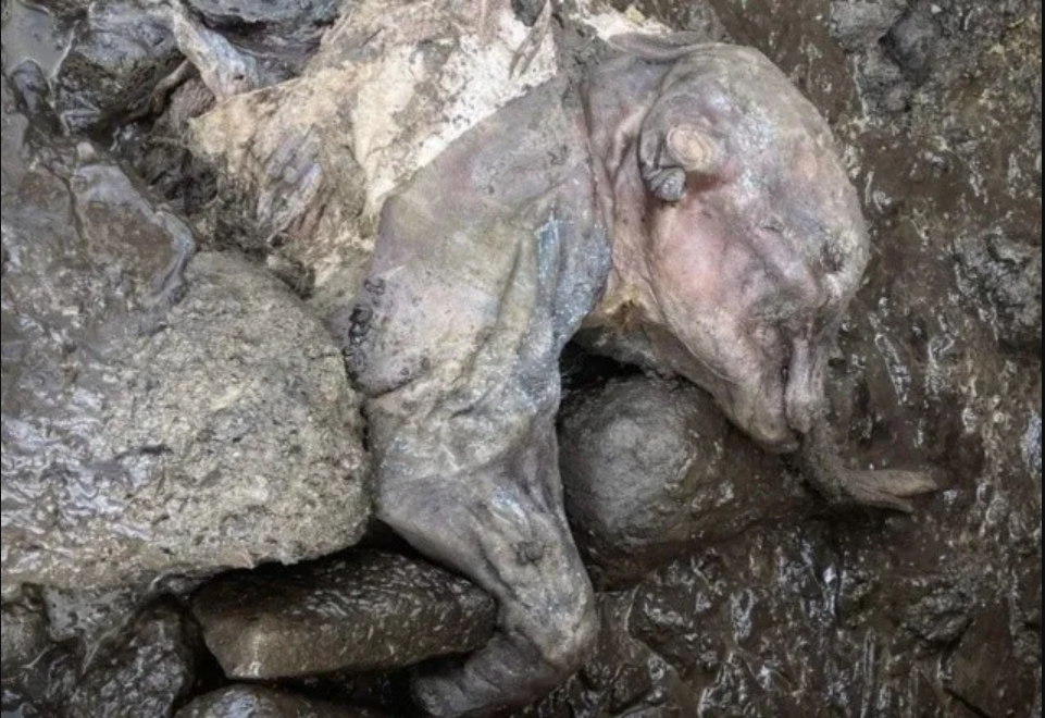 Canadá: descubren bebé mamut momificado en buen estado