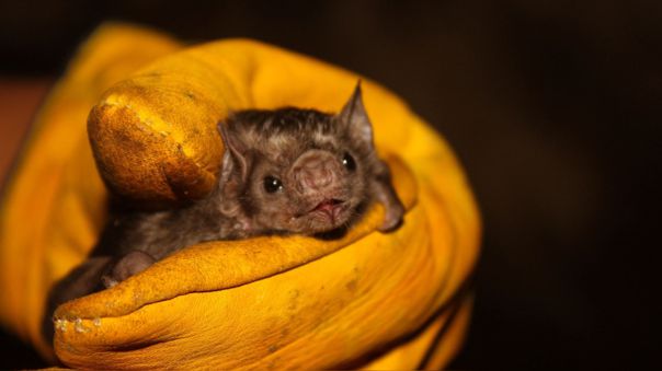 Aumenta presencia de murciélagos en distritos limeños