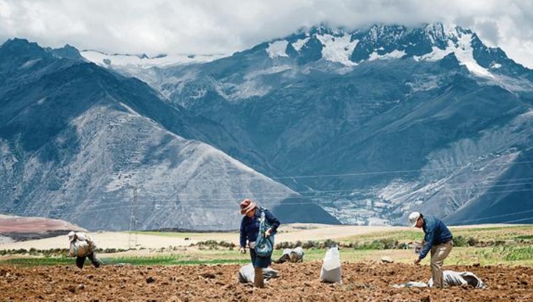Perú recibirá fertilizantes en julio