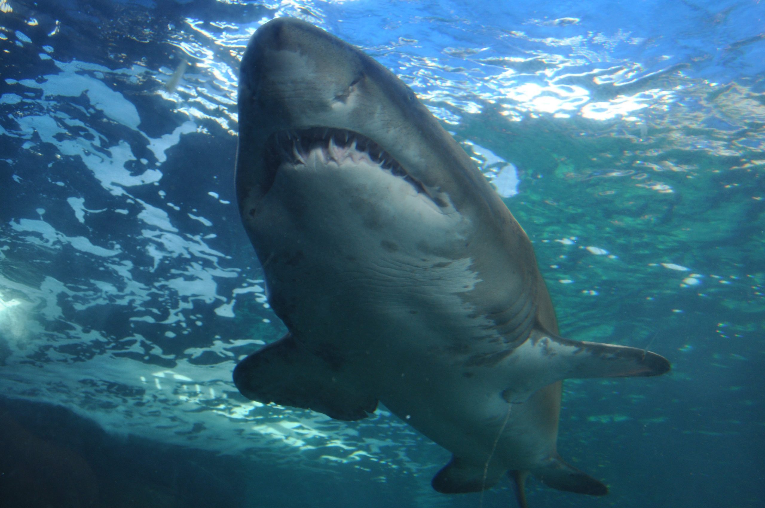 Playa en España es desalojada por tiburones