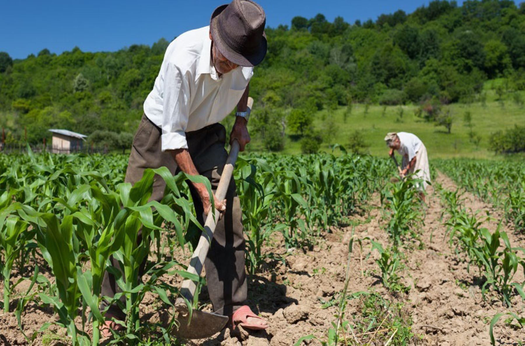 Midagri: Primer lote de fertilizantes se entregará solo a 48 mil agricultores