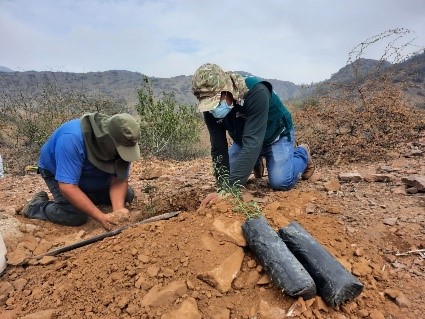 Lambayeque: reforestan el área de conservación privada Chaparrí