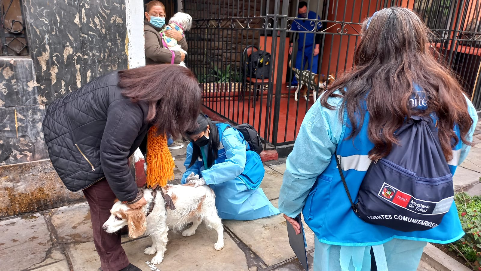 Ministerio de Salud realiza campaña de vacunación para perros