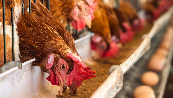 Precio del pollo supera S/13.00 el kg y cae producción de huevos en país