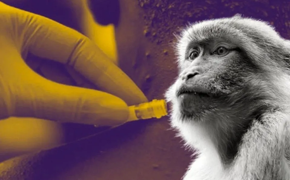 Viruela del mono: Son 1207 nuevos casos confirmados en el Perú