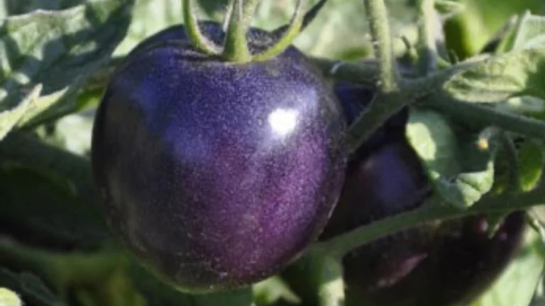 EE.UU.: Autorizó la venta de tomates violetas genéticamente modificados