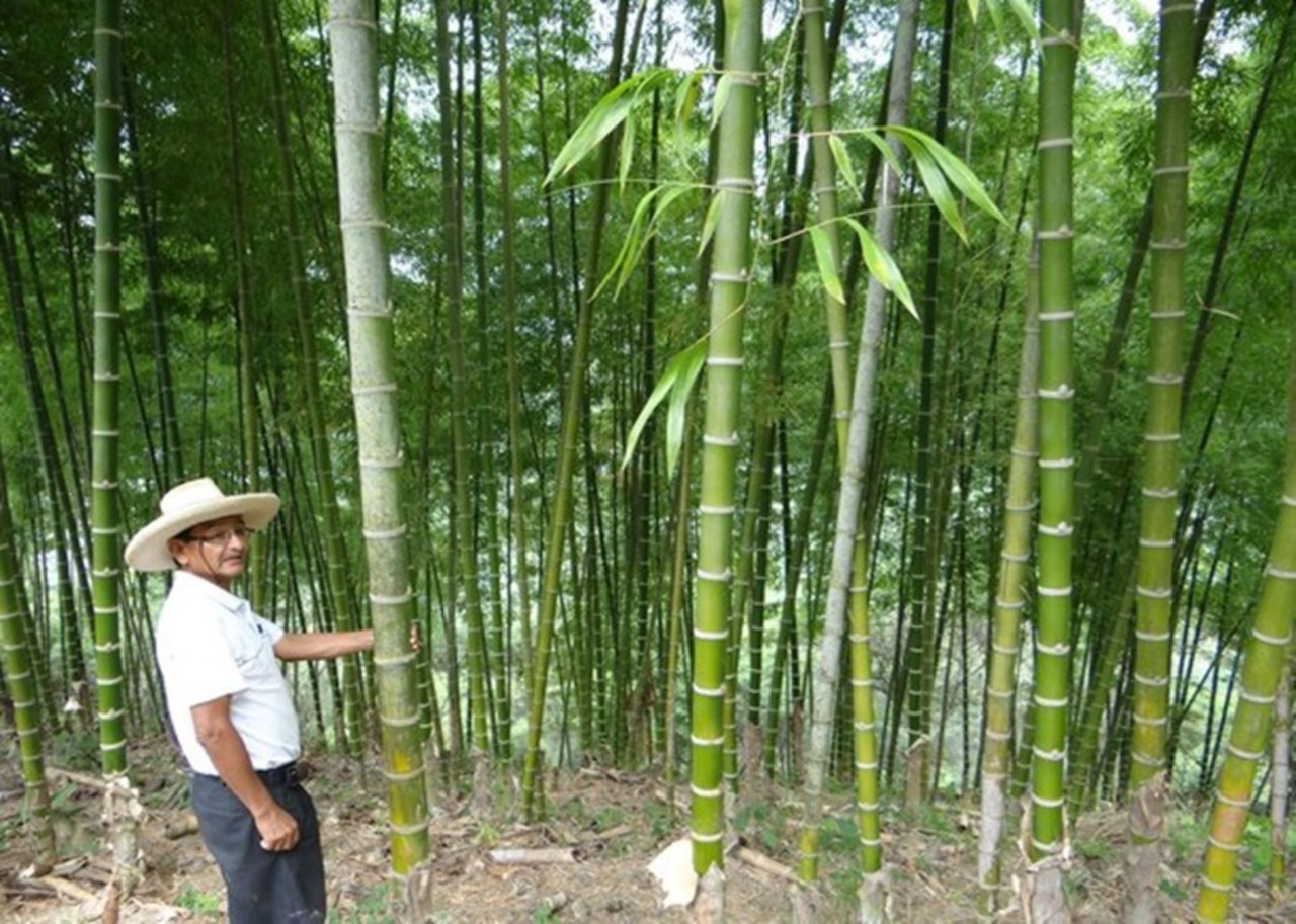 Plan Binacional Perú y Ecuador impulsará el bambú en frontera