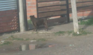 SMP: vecinos piden que la municipalidad intervenga por perros pitbull