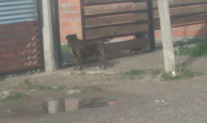 SMP: Vecinos piden que la municipalidad intervenga por perros pitbull
