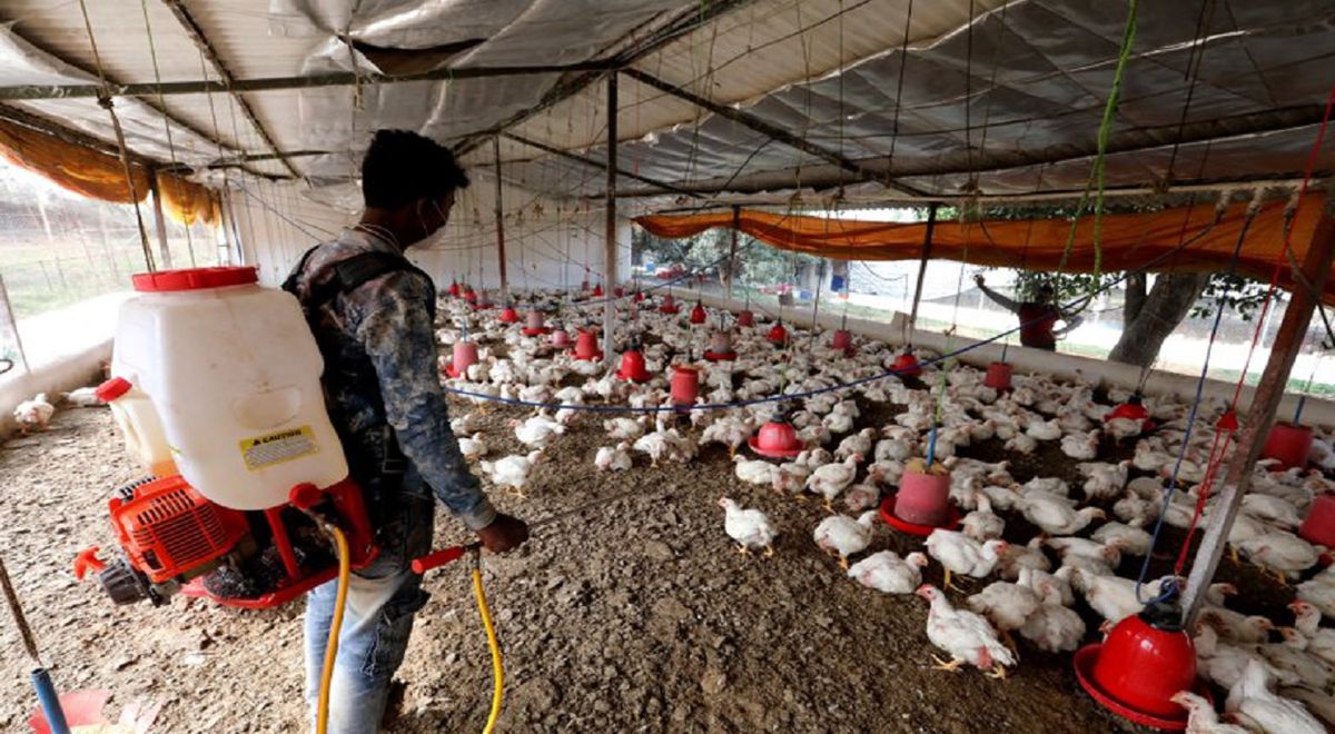 Senasa declaró emergencia sanitaria para combatir a gripe aviar por 90 días en todo el país
