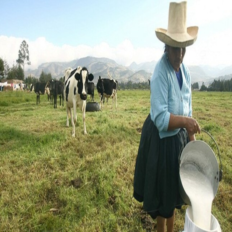 Arequipa: productores de leche en crisis por bloqueos