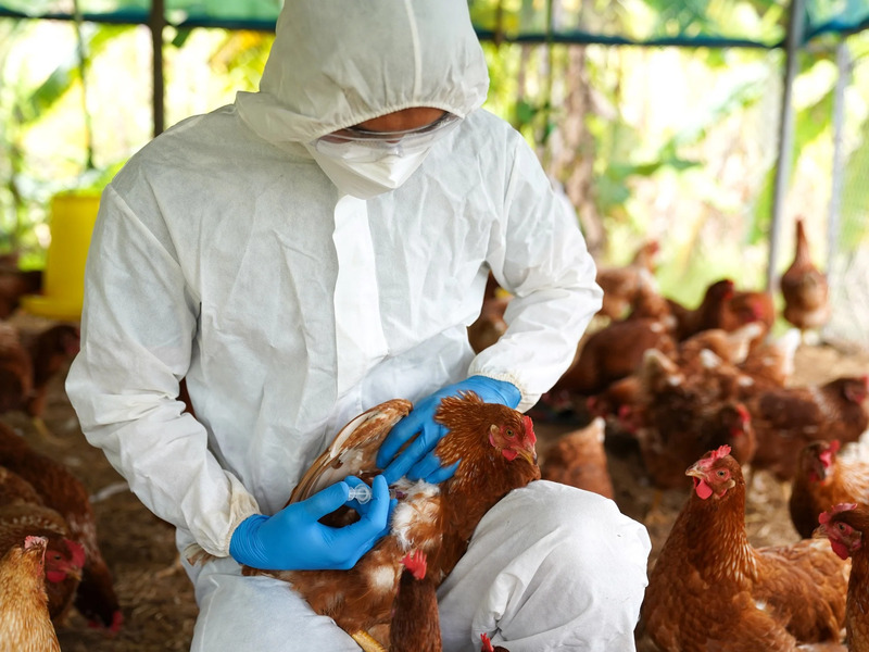 Chile: confirman primer caso humano de gripe aviar