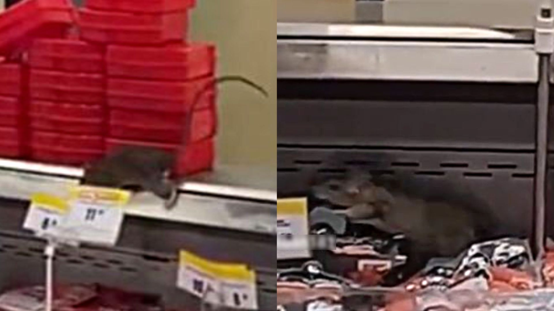 Graban a dos ratas gigantes en Metro e Indecopi anuncia una investigación