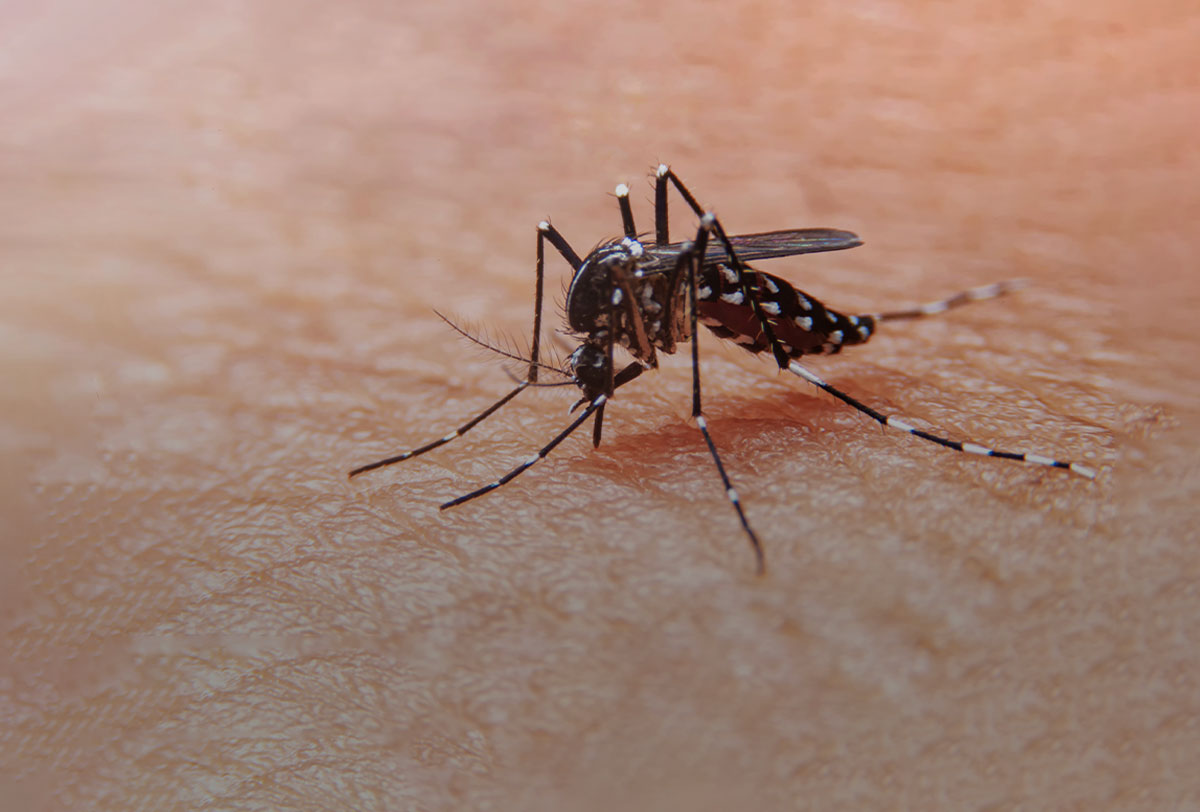 Dengue: Minsa alerta sobre incremento de casos