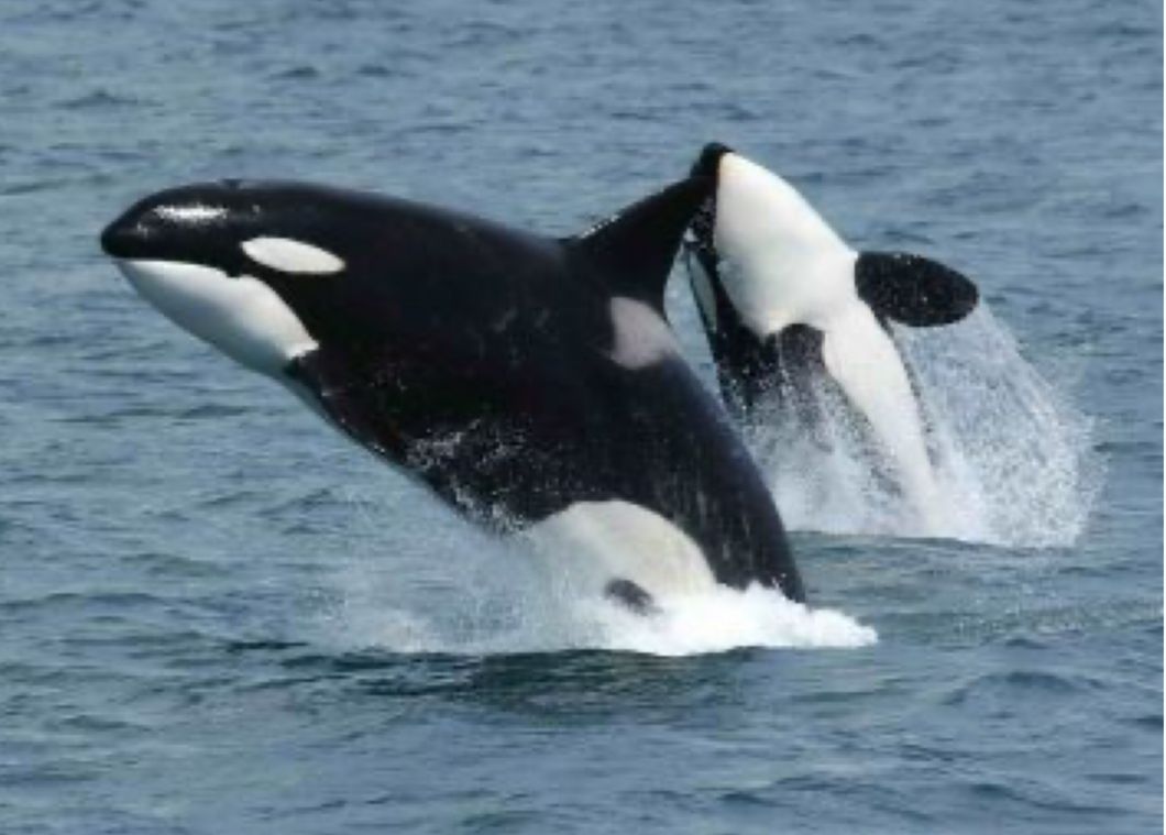 Gladys la orca asesina que enseña a su manada a atacar a los humanos en veleros