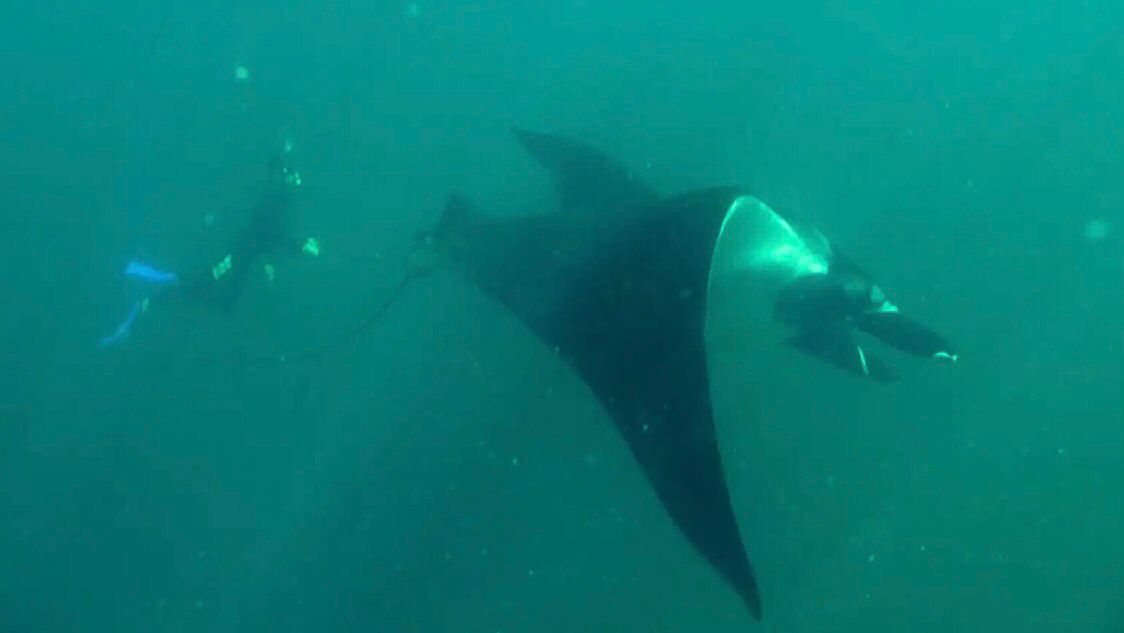 La lucha por salvar a las mantarrayas de la extinción