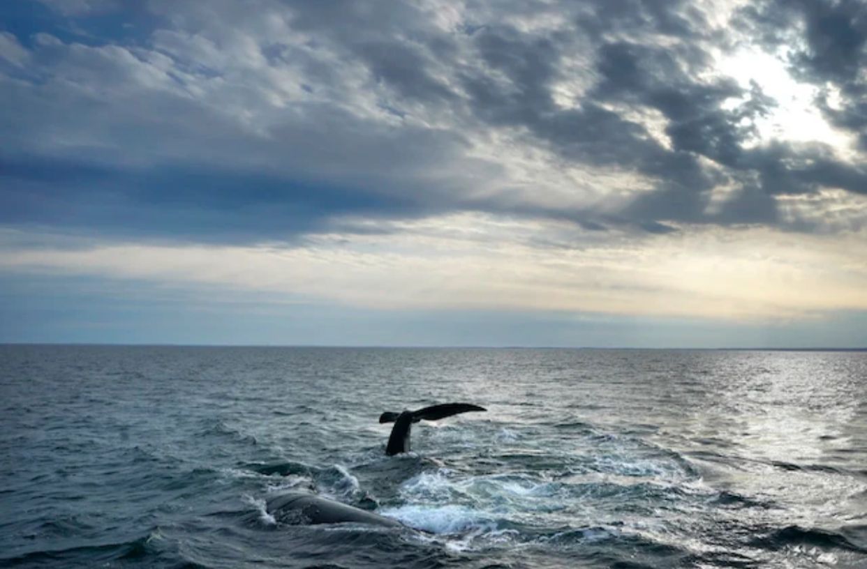 Avistamiento de ballenas en el Callao