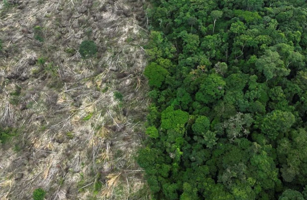43 de los bosques tropicales que se extinguieron eran de Brasil