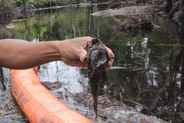 Nuevo derrame de oleoducto por sabotaje causa muerte de peces y aves