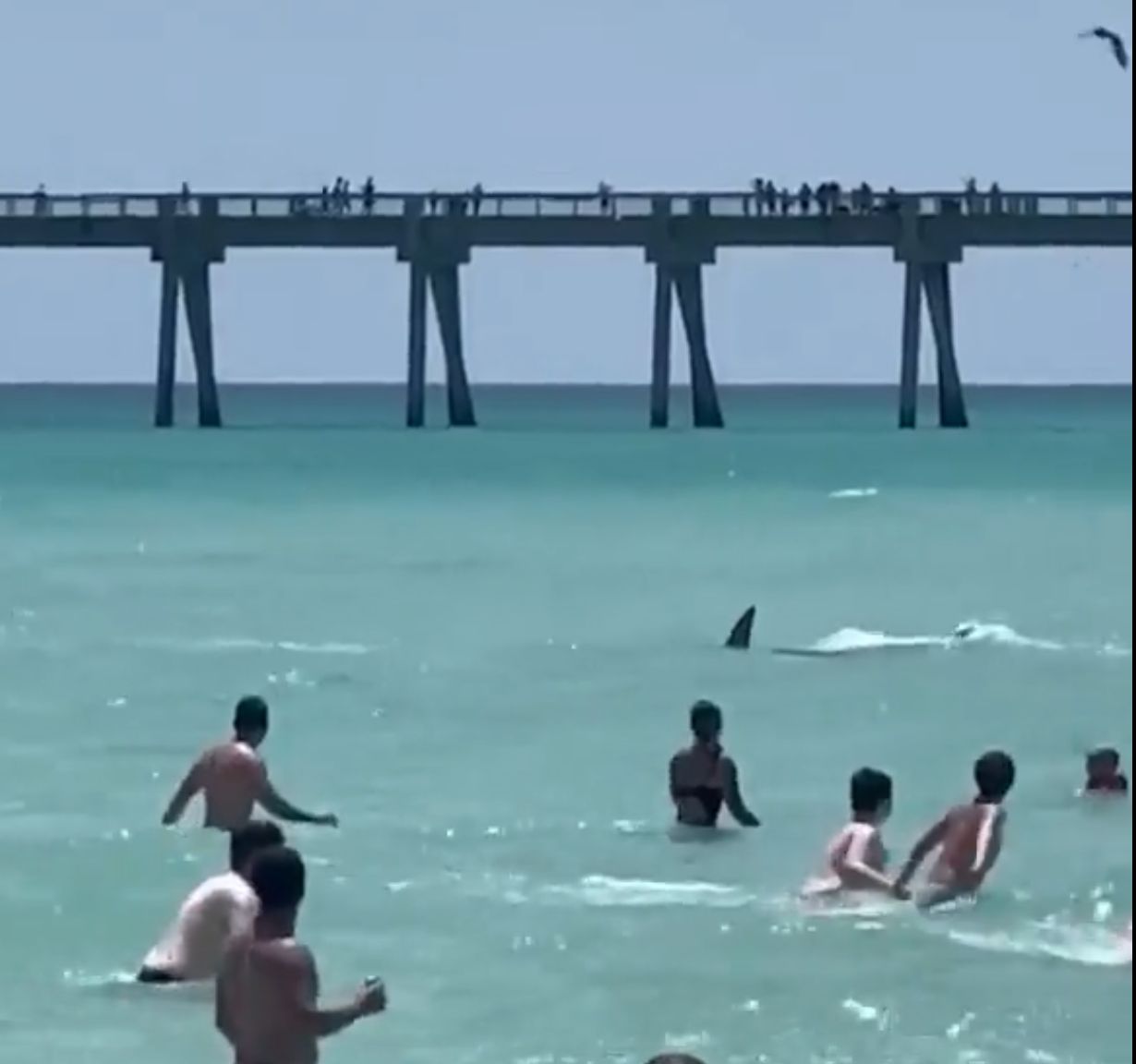 Tiburón es identificado en una playa de Florida