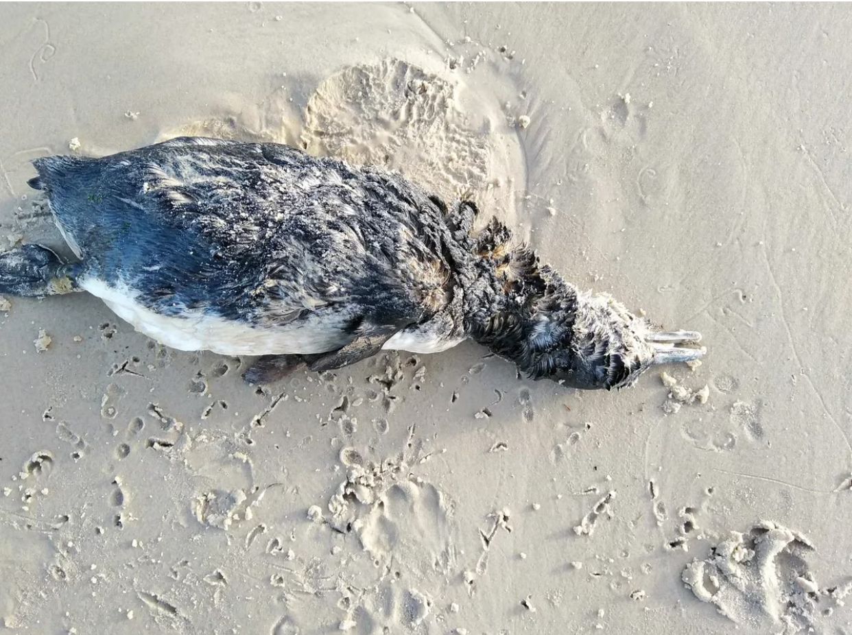 Más de 200 pingüinos muertos en la costa uruguaya