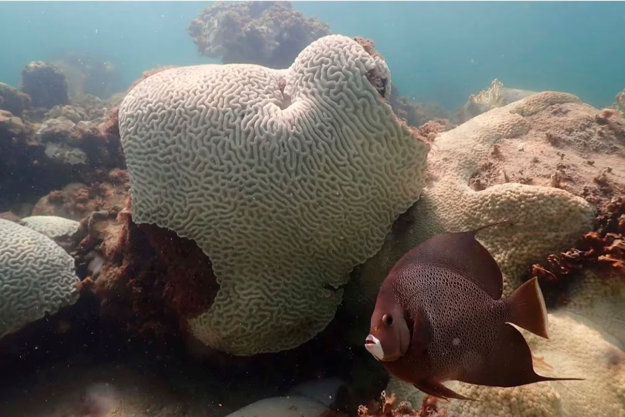 Los corales de Florida peligran debido a la temperatura