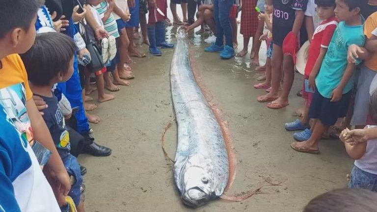 Tumbes: Encuentran varado a un 'pez remo' que desató creencias populares entre los pescadores. (TvPerú Noticias).